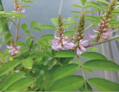 コマツナギの植栽