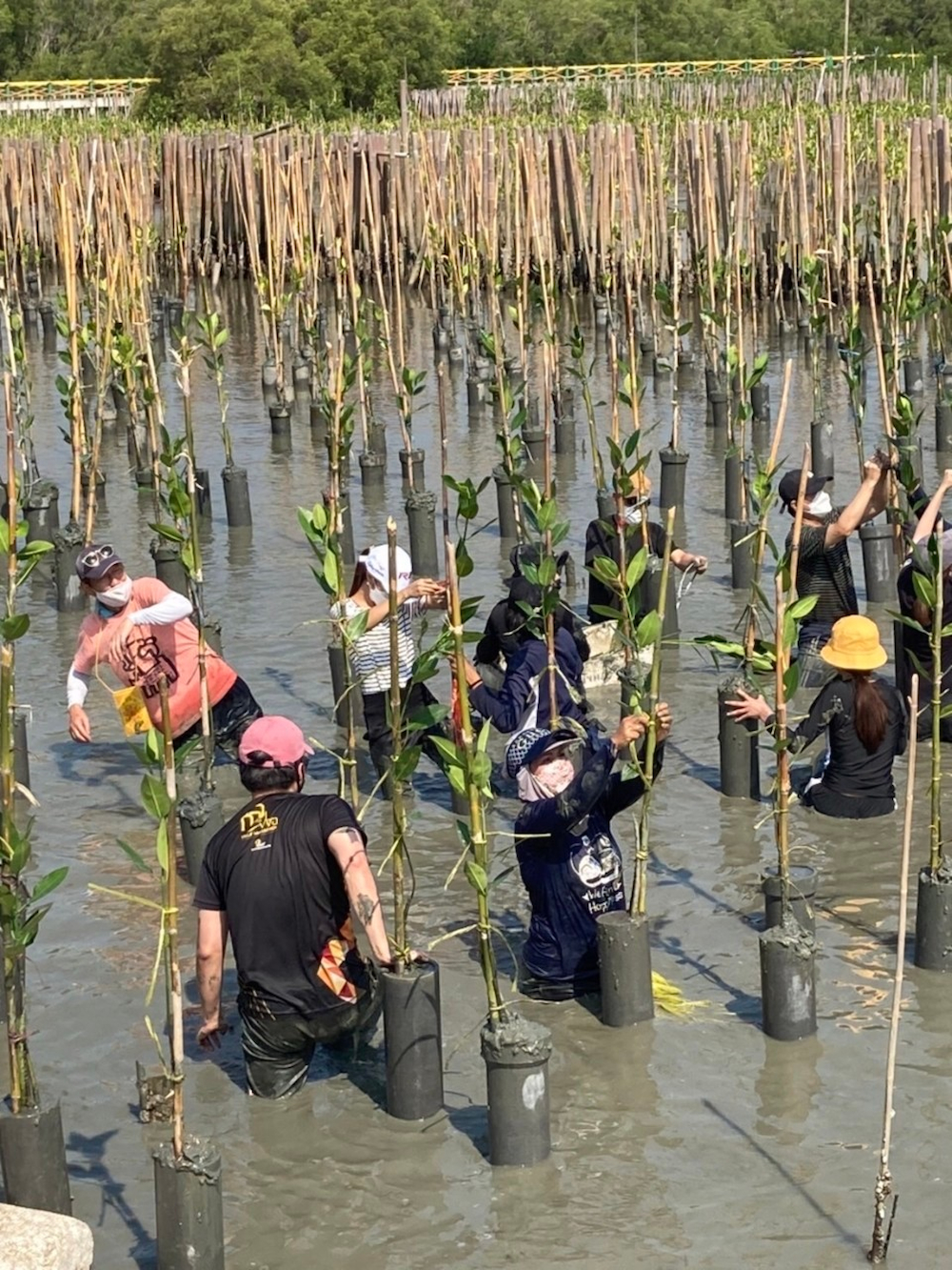 マングローブの植樹の様子