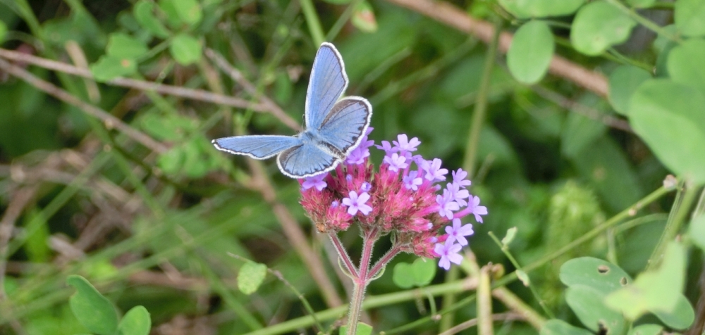 バーベナの花に止まっているオスの3化成虫