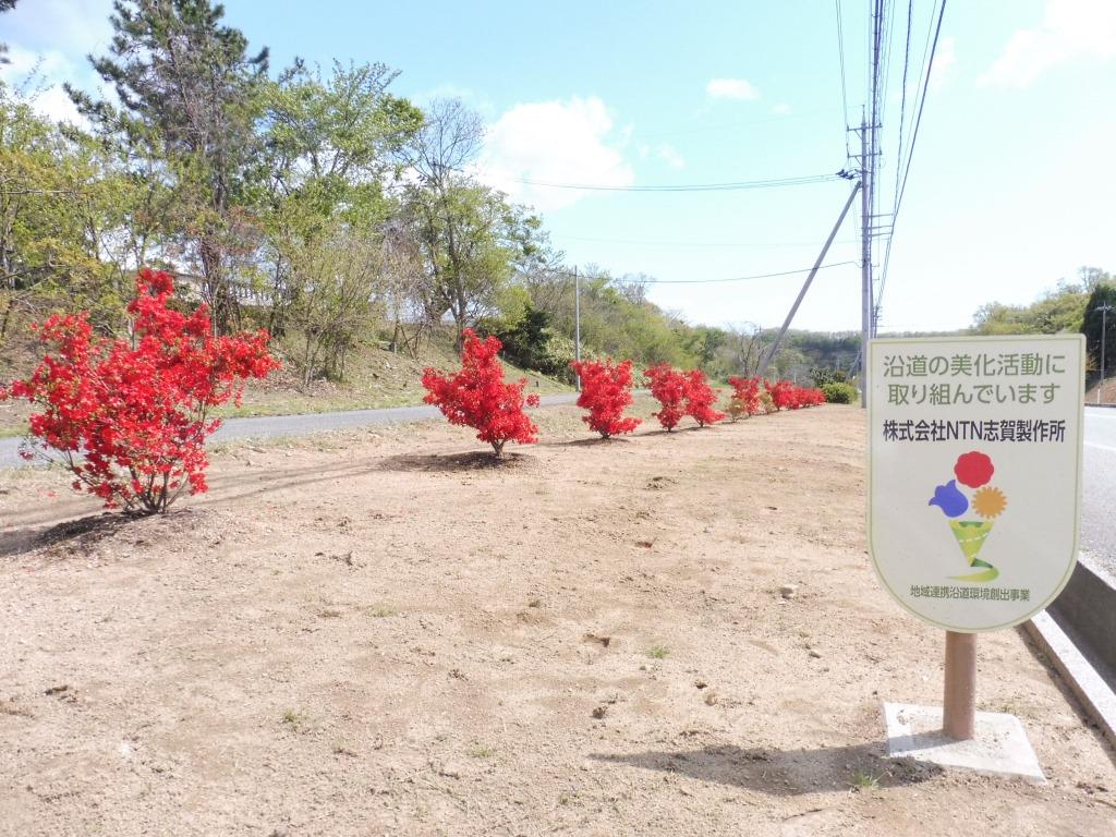 製作所入口100メートル区間に植樹された「ノトキリシマツツジ」（志賀製作所）